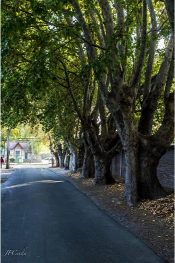 Tour por Isla de Maipo. Plátanos en la Calle Alvarez. Santiago Chile
