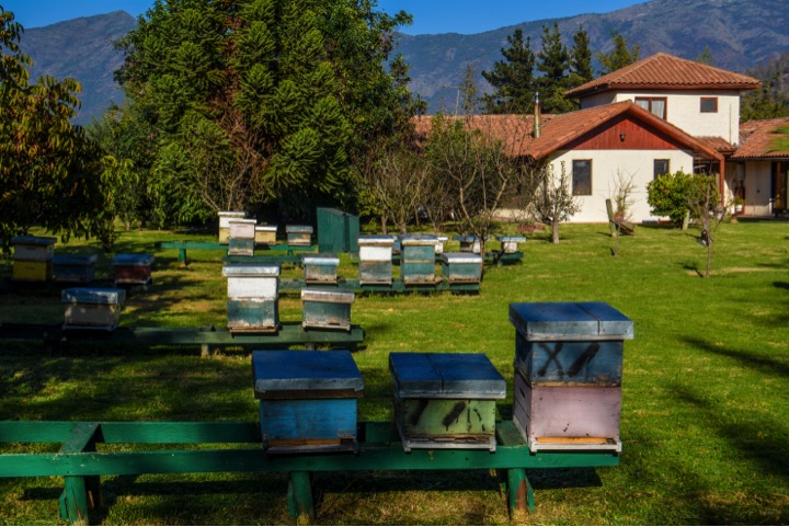 Tour-en-el-Valle-del-Maipo-colmenares-de-un-apicultor Santiago Chile