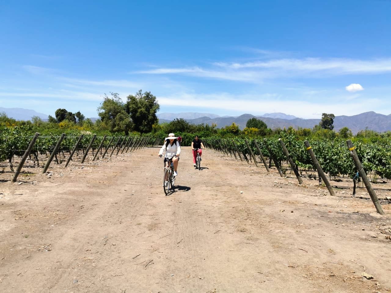 Winery Bike Tour And The Best Local Cuisine
