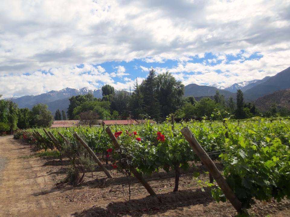 in-situ1-aconcagua-wine-tour-santiago-chile
