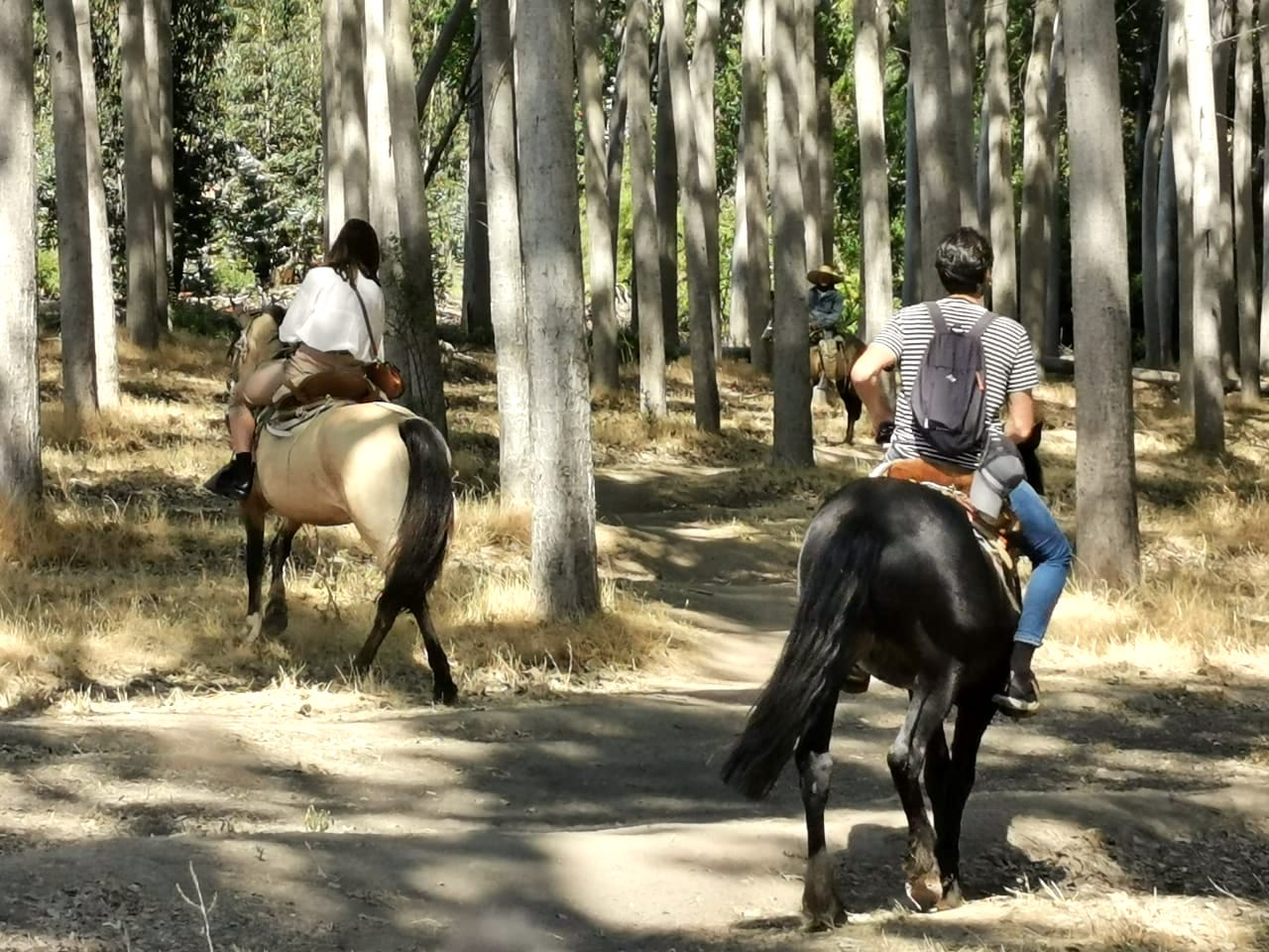 3. Maipo horseback wine tour - In to the forest