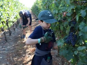 Tour de vinos familiar y con niños desde Santiago