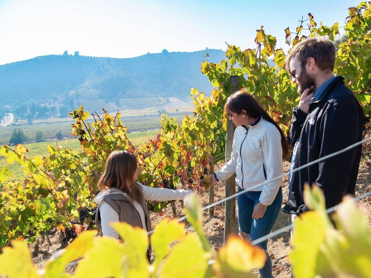 Viñedo de la Viña Chocalán
